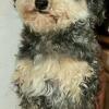 Toy male poodle