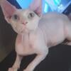 Male sphynx needs home asap