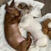 7 month old dachshund puppies