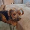 Breeding pair yorkies 3 years old 