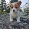 Female AKC Pembroke Corgi