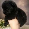 Pomeranian puppies