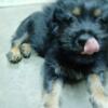 Aussiedoodle puppies