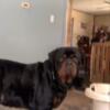 AKC Rottweiler Stud Service