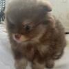 Puppy Pomeranian female