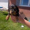 Mini Duchshund puppies