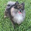 Merle pom