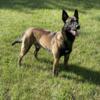 Belgian Malinois Puppies - European Import Lines for sale 4 Males & 4 Females