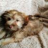 Beautiful Havanese puppies (one left)