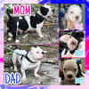 Pocket Bullies pups