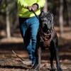 Cane corso stud