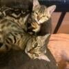 1 Female Bengal left. MUST SELL $450