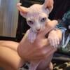 One male sphynx left