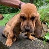 AKC Bloodhound Puppies for sale