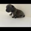 American bully puppies for sale