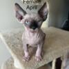 Female Sphynx kittens 3 months old (one sold)