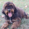 AKC Sable Phantom Poodle Puppies