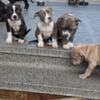 American bully puppies