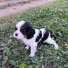 Cavalier King Charles Spaniels