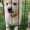 Gerberian Shepsky Puppies