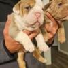 OLDE ENGLISH BULLDOG PUPPIES 