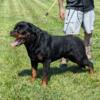 Purebred Rottweiler puppies for sale, ready for new homes Nov. 2024!