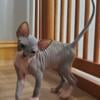 Sphynx kitty for sale