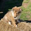 Rough Collie puppies