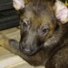 German shepherd puppies ready for their new home