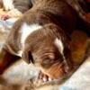 Xl American bully puppies