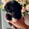 Shihpoo pups for sale