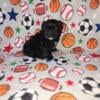 Morkie puppies boys and girls available