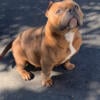 American Bully Female 