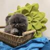 Scottish fold teddies from the bloodline champion dad