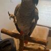 African Grey Male 