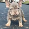 French bulldog 