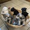 Miniature Schnauzer puppies