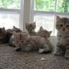 Hypo Allergenic Siberian Kittens