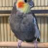 Adult gray male looking for a new home