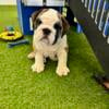 English Bulldog puppy- male, full of wrinkles!