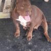 Free American bully tricolor