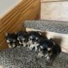 REDUCED YORKIES 4 FEMALES parent from russia