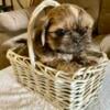 Adorable,  Shih Tzu puppies looking for forever homes