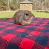 Pedigreed Holland Lop babies