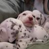 AKC Dalmatian Puppies