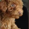 Toy poodle boy
