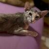 oriental short hair kitten