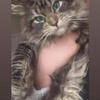 Gorgeous blue eyed Maine coon text 740-979-9668