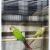 Conure pair message me