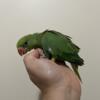 Baby Indian Ringneck parrots